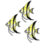 Three Angelfish