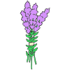 Lavender