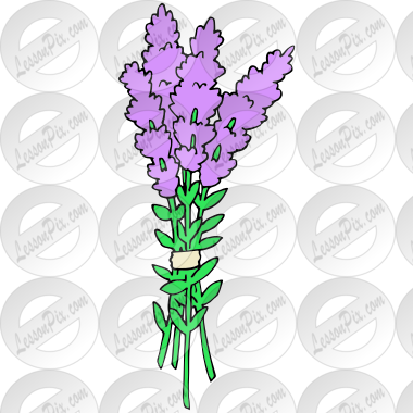 Lavender  Picture