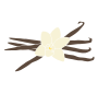 Vanilla