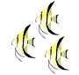 Three Angelfish