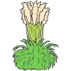 Pampas Grass