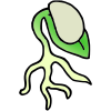 Seedling