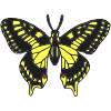 Swallowtail Butterfly