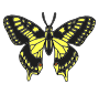 Swallowtail Butterfly