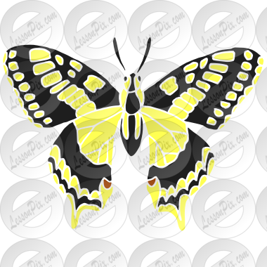 Swallowtail Butterfly