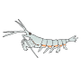 Krill