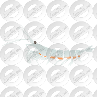 Krill