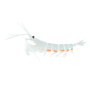 Krill