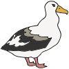 Albatross