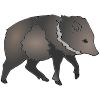Javelina