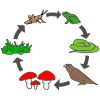 Food Chain
