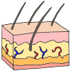 Skin