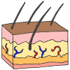 Skin