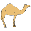 Camel Picture