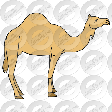 Camel