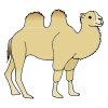 Camel Picture