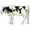 Cow
