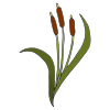 Cattails