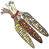 Flint corn