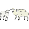 Sheep Picture