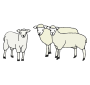 Sheep Picture