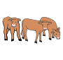 Calves Picture