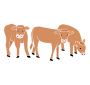 Calves