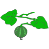 Baby Pumpkin