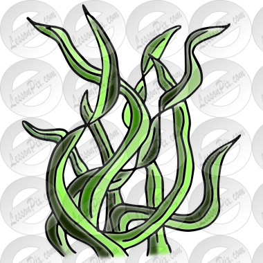 Grass