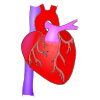Human Heart Picture