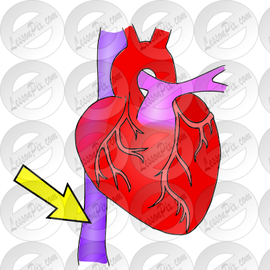 Inferior Vena Cava Picture