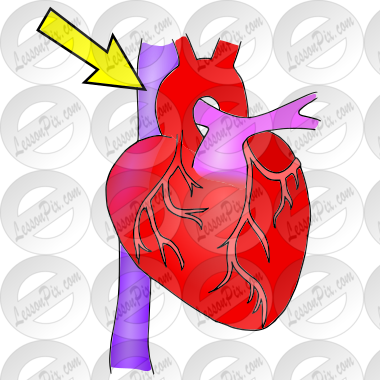 Superior Vena Cava Picture