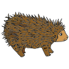 Porcupine Picture