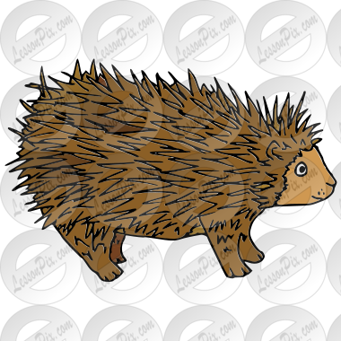 Porcupine Picture