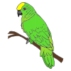 Parrot Picture