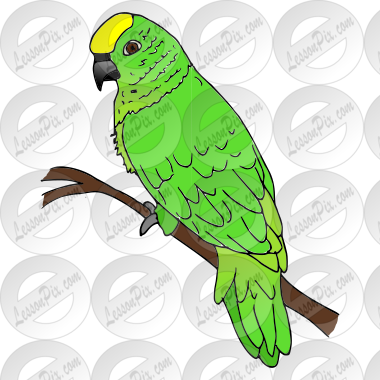 Parrot