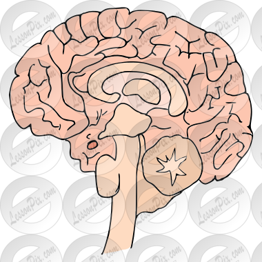 Brain