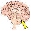 Cerebellum Picture