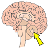 brain Picture