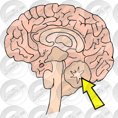 Cerebellum Picture