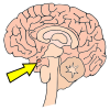 Pituitary Gland Picture