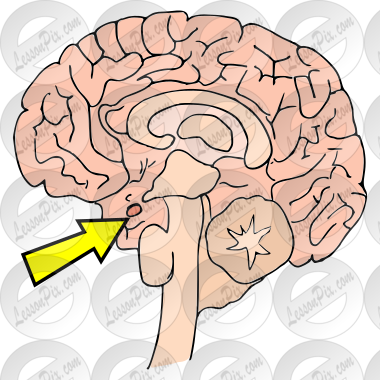 Pituitary Gland Picture