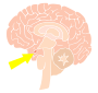 Pituitary Gland Stencil