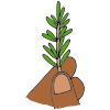 Sprig