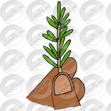 Sprig