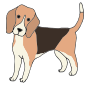 Dog  Picture