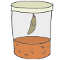 Chrysalis