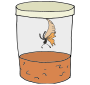 Butterly Emerge