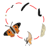 life cycle